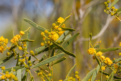Acacia ligulata
