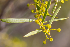 Acacia ligulata