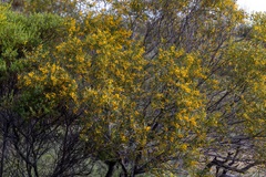Acacia ligulata