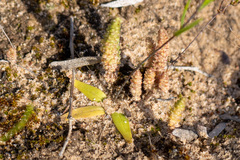 Crassula colorata