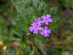 Verbena pulchella