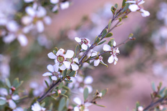 Leptospermum coriaceum
