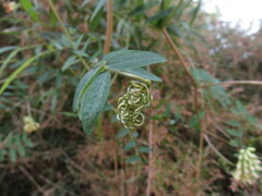 Vicia nigricans