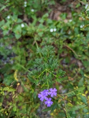 Verbena pulchella