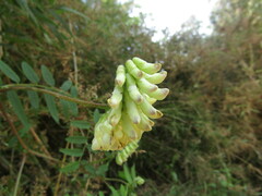 Vicia nigricans