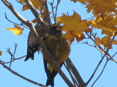 Coccothraustes vespertinus