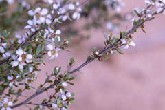 Leptospermum coriaceum