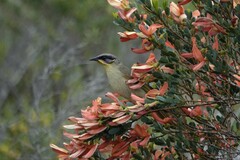 Lichenostomus cratitius