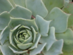 Echeveria secunda