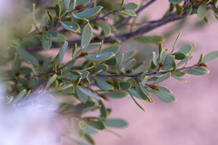 Leptospermum coriaceum