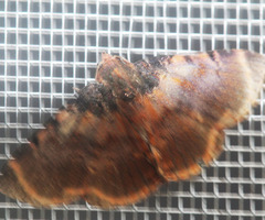 Diomea lignicolora