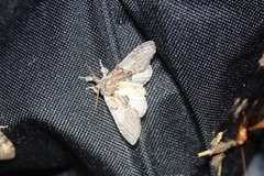 Peridea basitriens