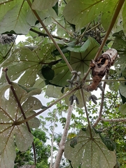Cecropia peltata