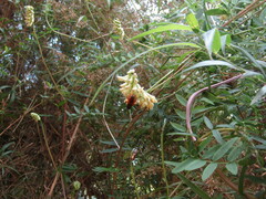 Vicia nigricans