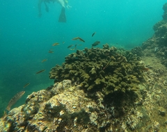 Thalassoma lucasanum