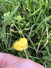 Ranunculus
