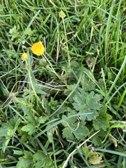 Ranunculus