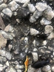 Harpalus pensylvanicus