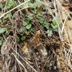 Microhyla