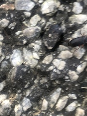 Harpalus pensylvanicus