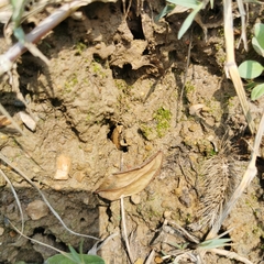 Microhyla