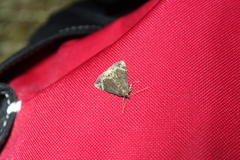 Hypena abalienalis