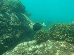 Acanthurus nigricans