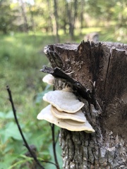 Trametes elegans
