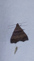 Phalaenophana pyramusalis