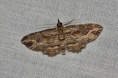 Chloroclystis filata