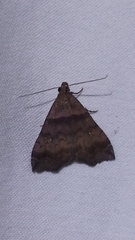 Phalaenophana pyramusalis