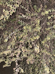 Brickellia californica