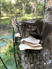 Trametes elegans