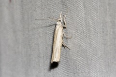 Culladia cuneiferellus