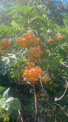 Sorbus