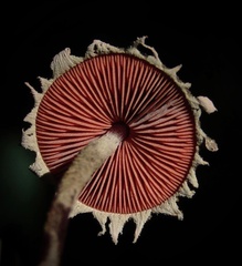 Melanophyllum haematospermum