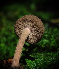 Melanophyllum haematospermum