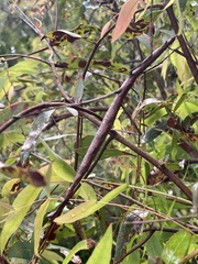 Ctenomorpha marginipennis