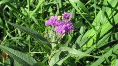 Vernonia fasciculata
