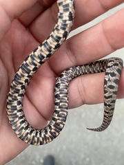 Pantherophis ramspotti