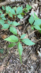 Parthenocissus quinquefolia