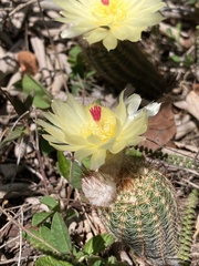 Parodia tenuicylindrica