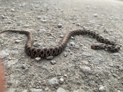 Pantherophis ramspotti