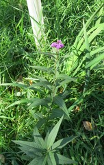 Vernonia fasciculata