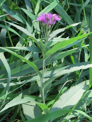 Vernonia fasciculata