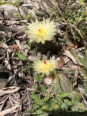 Parodia tenuicylindrica