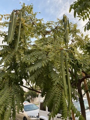 Cassia leptophylla