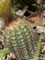 Parodia tenuicylindrica