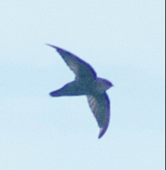Chaetura fumosa