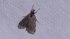 Loxostegopsis merrickalis